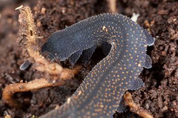 Media type: image; Invertebrate Zoology 29204